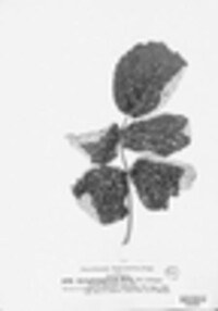 Cylindrosporium rubi image